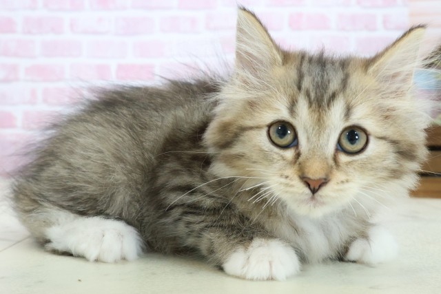 広島県のミヌエット (Coo&RIKU広島北店/2025年9月30日生まれ/女の子/ブラウンタビーホワイト)の子猫の2枚目の画像