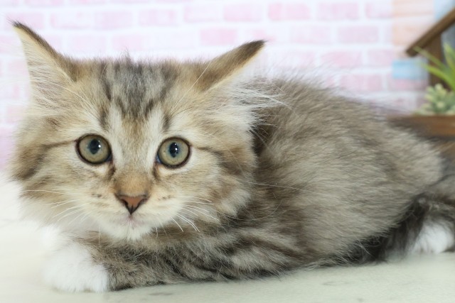 広島県のミヌエット (Coo&RIKU広島北店/2025年9月30日生まれ/女の子/ブラウンタビーホワイト)の子猫の3枚目の画像