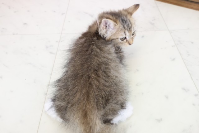 広島県のミヌエット (Coo&RIKU広島北店/2025年9月30日生まれ/女の子/ブラウンタビーホワイト)の子猫の4枚目の画像