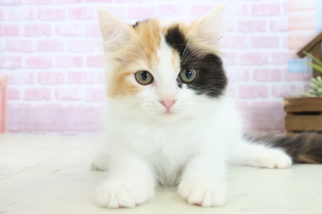 広島県のラガマフィン (Coo&RIKU広島中央店/2025年10月8日生まれ/女の子/キャリコバン)の子猫の1枚目の画像