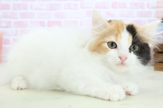 広島県のラガマフィン (Coo&RIKU広島中央店/2025年10月8日生まれ/女の子/キャリコバン)の子猫の2枚目の画像