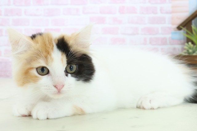 広島県のラガマフィン (Coo&RIKU広島中央店/2025年10月8日生まれ/女の子/キャリコバン)の子猫の3枚目の画像