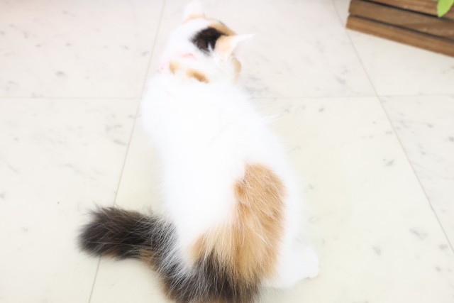 広島県のラガマフィン (Coo&RIKU広島中央店/2025年10月8日生まれ/女の子/キャリコバン)の子猫の4枚目の画像