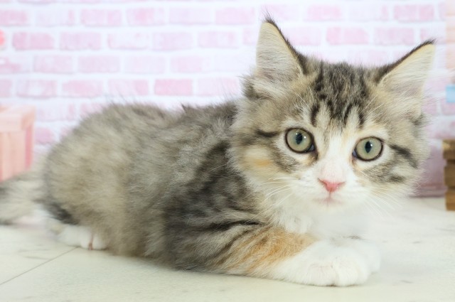 長崎県のサイベリアン (Coo&RIKU大村店/2025年9月26日生まれ/女の子/ブラウンパッチドタビーホワイト)の子猫の2枚目の画像