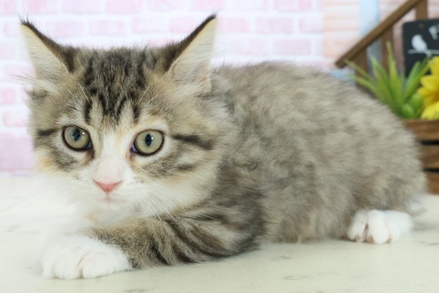 長崎県のサイベリアン (Coo&RIKU大村店/2025年9月26日生まれ/女の子/ブラウンパッチドタビーホワイト)の子猫の3枚目の画像