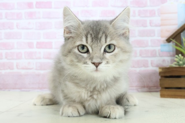 熊本県のサイベリアン (Coo&RIKU宇土シティモール店/2025年9月26日生まれ/女の子/ブルーパッチドタビー)の子猫