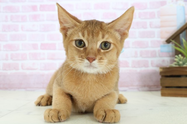 高知県のソマリ (Coo&RIKU高知御座店/2025年9月3日生まれ/男の子/レッド)の子猫の1枚目の画像