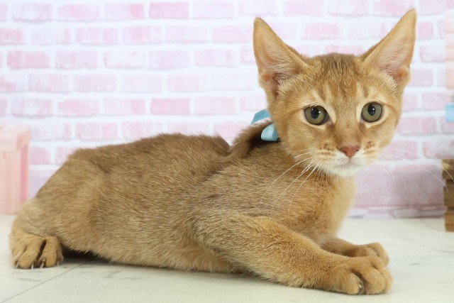 高知県のソマリ (Coo&RIKU高知御座店/2025年9月3日生まれ/男の子/レッド)の子猫の2枚目の画像