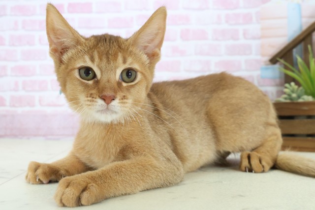 高知県のソマリ (Coo&RIKU高知御座店/2025年9月3日生まれ/男の子/レッド)の子猫の3枚目の画像