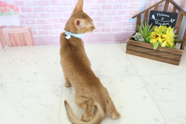 高知県のソマリ (Coo&RIKU高知御座店/2025年9月3日生まれ/男の子/レッド)の子猫の4枚目の画像