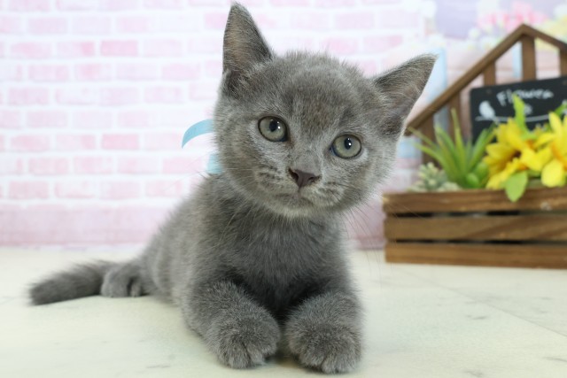 香川県のミヌエット (Coo&RIKU高松上福岡店/2025年10月22日生まれ/男の子/ブルー)の子猫の1枚目の画像