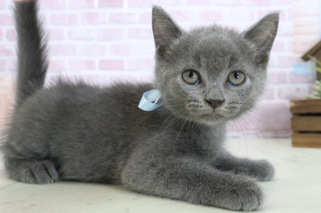 香川県のミヌエット (Coo&RIKU高松上福岡店/2025年10月22日生まれ/男の子/ブルー)の子猫の2枚目の画像