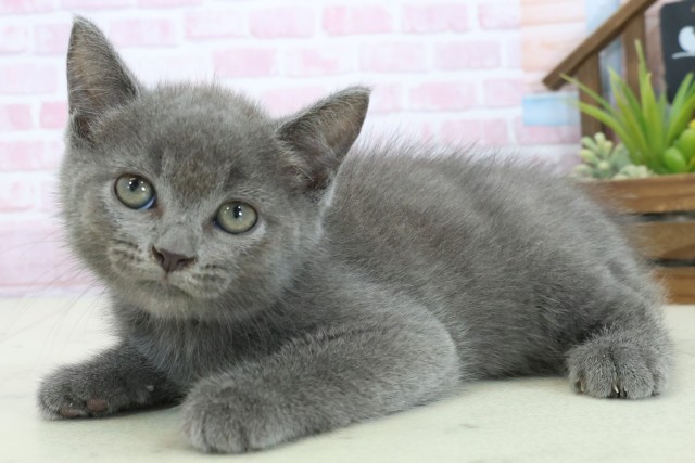 香川県のミヌエット (Coo&RIKU高松上福岡店/2025年10月22日生まれ/男の子/ブルー)の子猫の3枚目の画像