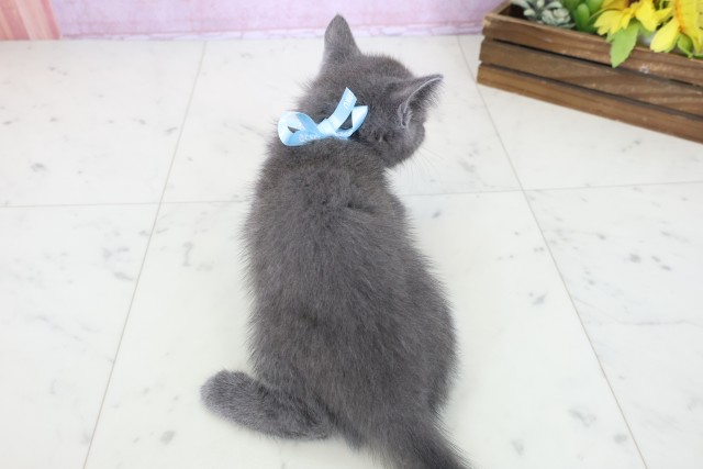 香川県のミヌエット (Coo&RIKU高松上福岡店/2025年10月22日生まれ/男の子/ブルー)の子猫の4枚目の画像