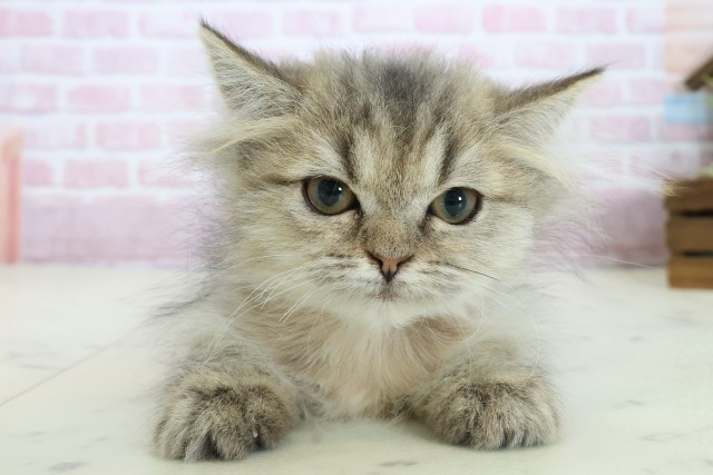 福岡県のペルシャ (Coo&RIKU久留米店/2025年9月12日生まれ/女の子/チンチラゴールデン)の子猫