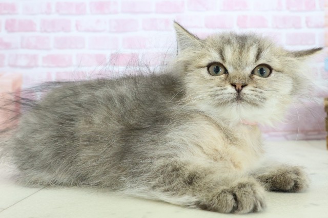 福岡県のペルシャ (Coo&RIKU久留米店/2025年9月12日生まれ/女の子/チンチラゴールデン)の子猫の2枚目の画像