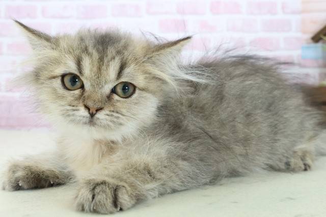 福岡県のペルシャ (Coo&RIKU久留米店/2025年9月12日生まれ/女の子/チンチラゴールデン)の子猫の3枚目の画像