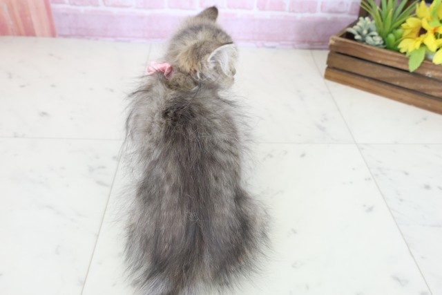 福岡県のペルシャ (Coo&RIKU久留米店/2025年9月12日生まれ/女の子/チンチラゴールデン)の子猫の4枚目の画像