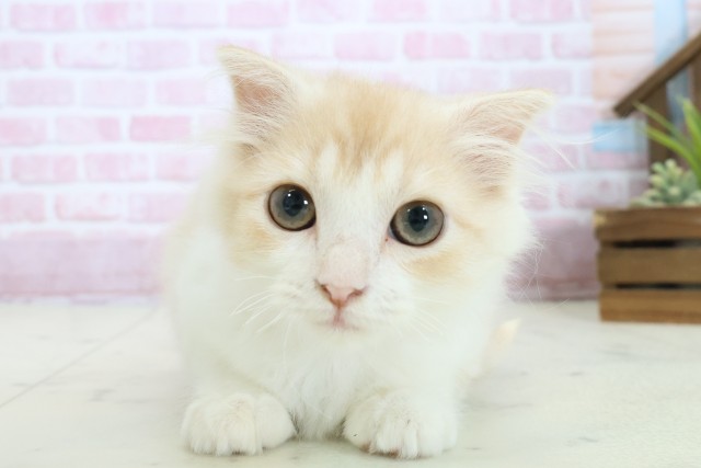 徳島県のスコティッシュフォールド (Coo&RIKU徳島店/2025年9月10日生まれ/女の子/クリームタビーホワイト)の子猫