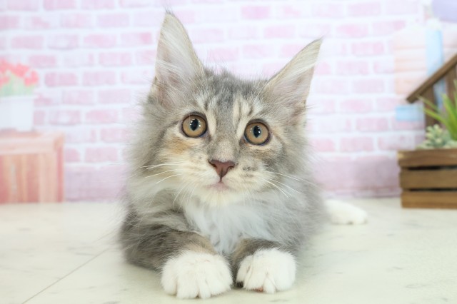 山口県のメインクーン (Coo&RIKUシーモール下関店/2025年9月2日生まれ/女の子/ブラウンパッチドタビーホワイト)の子猫の1枚目の画像