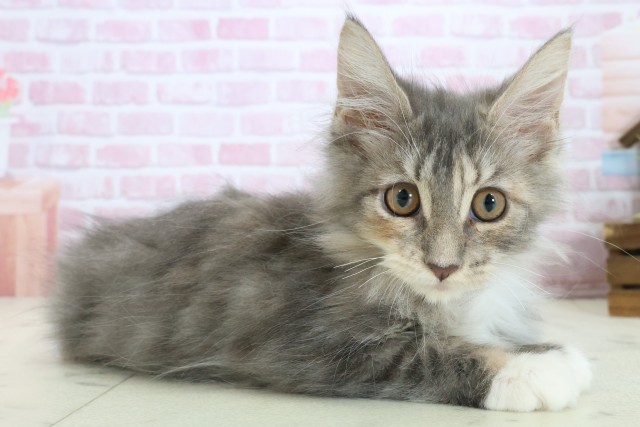 山口県のメインクーン (Coo&RIKUシーモール下関店/2025年9月2日生まれ/女の子/ブラウンパッチドタビーホワイト)の子猫の2枚目の画像