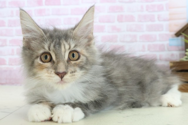 山口県のメインクーン (Coo&RIKUシーモール下関店/2025年9月2日生まれ/女の子/ブラウンパッチドタビーホワイト)の子猫の3枚目の画像