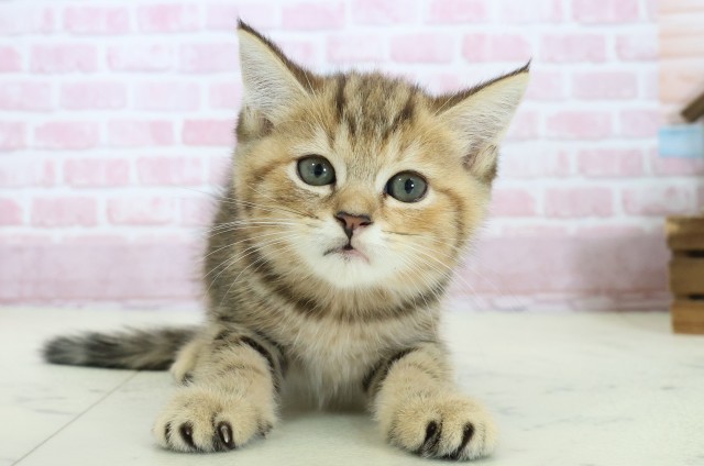 熊本県のマンチカン (Coo&RIKU宇土シティモール店/2025年10月24日生まれ/女の子/ブラウンパッチドタビー)の子猫の1枚目の画像