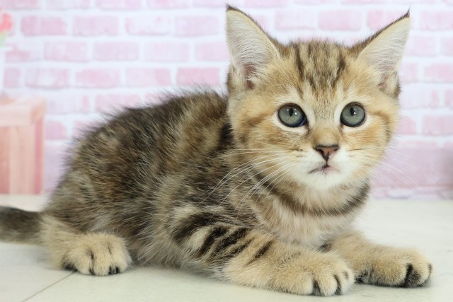 熊本県のマンチカン (Coo&RIKU宇土シティモール店/2025年10月24日生まれ/女の子/ブラウンパッチドタビー)の子猫の2枚目の画像