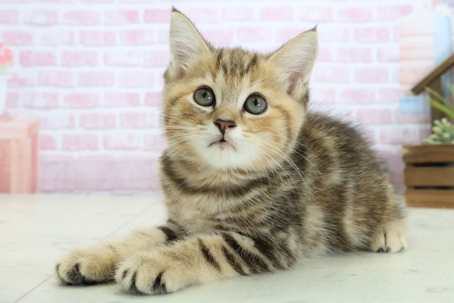 熊本県のマンチカン (Coo&RIKU宇土シティモール店/2025年10月24日生まれ/女の子/ブラウンパッチドタビー)の子猫の3枚目の画像