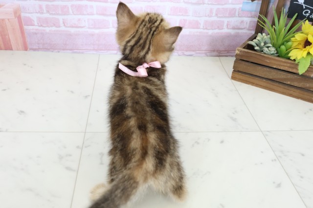 熊本県のマンチカン (Coo&RIKU宇土シティモール店/2025年10月24日生まれ/女の子/ブラウンパッチドタビー)の子猫の4枚目の画像