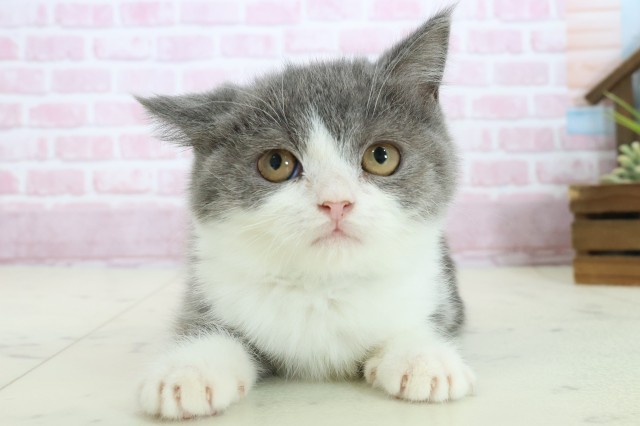 福岡県のブリティッシュショートヘアー (Coo&RIKUゆめタウン飯塚店/2025年8月30日生まれ/男の子/ブルーホワイト)の子猫