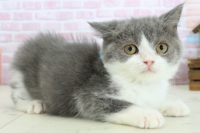 福岡県のブリティッシュショートヘアー (Coo&RIKUゆめタウン飯塚店/2025年8月30日生まれ/男の子/ブルーホワイト)の子猫の2枚目の画像
