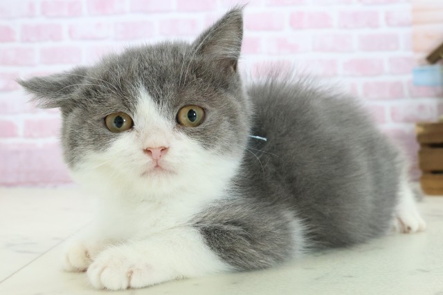 福岡県のブリティッシュショートヘアー (Coo&RIKUゆめタウン飯塚店/2025年8月30日生まれ/男の子/ブルーホワイト)の子猫の3枚目の画像