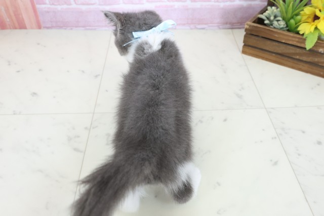 福岡県のブリティッシュショートヘアー (Coo&RIKUゆめタウン飯塚店/2025年8月30日生まれ/男の子/ブルーホワイト)の子猫の4枚目の画像