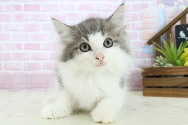 鳥取県のノルウェージャンフォレストキャット (Coo&RIKUラ・ムー鳥取東店/2025年10月5日生まれ/男の子/ブルータビーホワイト)の子猫の1枚目の画像