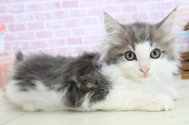 鳥取県のノルウェージャンフォレストキャット (Coo&RIKUラ・ムー鳥取東店/2025年10月5日生まれ/男の子/ブルータビーホワイト)の子猫の2枚目の画像