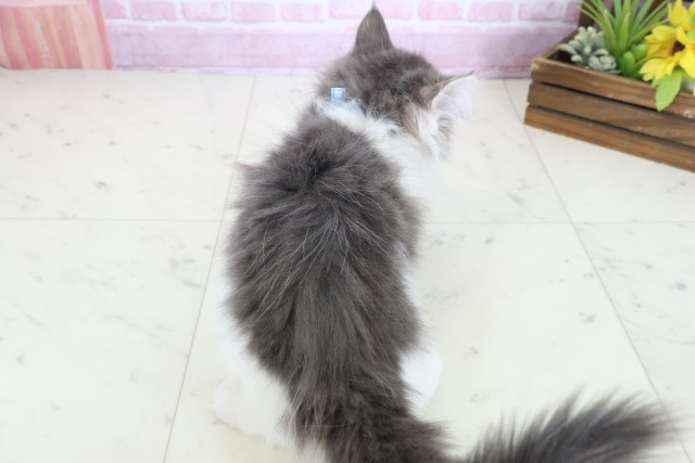 鳥取県のノルウェージャンフォレストキャット (Coo&RIKUラ・ムー鳥取東店/2025年10月5日生まれ/男の子/ブルータビーホワイト)の子猫の4枚目の画像