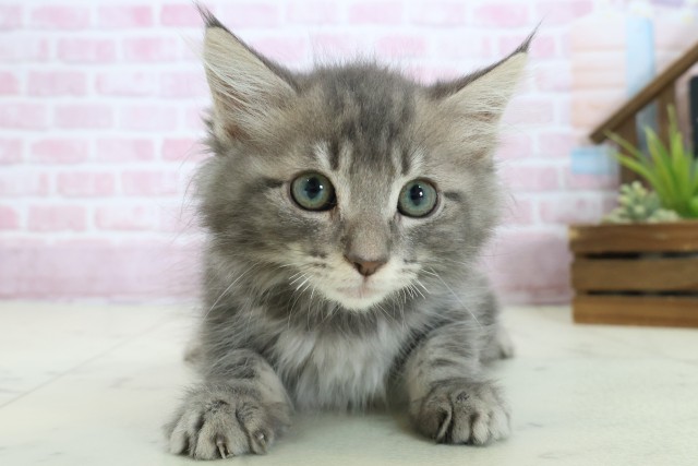 福岡県のノルウェージャンフォレストキャット (Coo&RIKUゆめタウン飯塚店/2025年10月5日生まれ/女の子/ブルータビー)の子猫