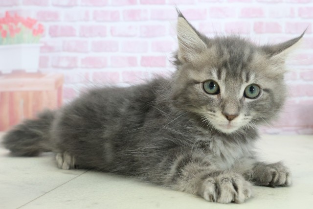 福岡県のノルウェージャンフォレストキャット (Coo&RIKUゆめタウン飯塚店/2025年10月5日生まれ/女の子/ブルータビー)の子猫の2枚目の画像