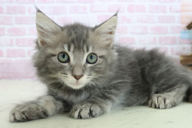 福岡県のノルウェージャンフォレストキャット (Coo&RIKUゆめタウン飯塚店/2025年10月5日生まれ/女の子/ブルータビー)の子猫の3枚目の画像