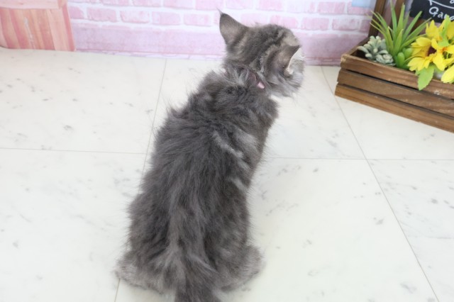 福岡県のノルウェージャンフォレストキャット (Coo&RIKUゆめタウン飯塚店/2025年10月5日生まれ/女の子/ブルータビー)の子猫の4枚目の画像