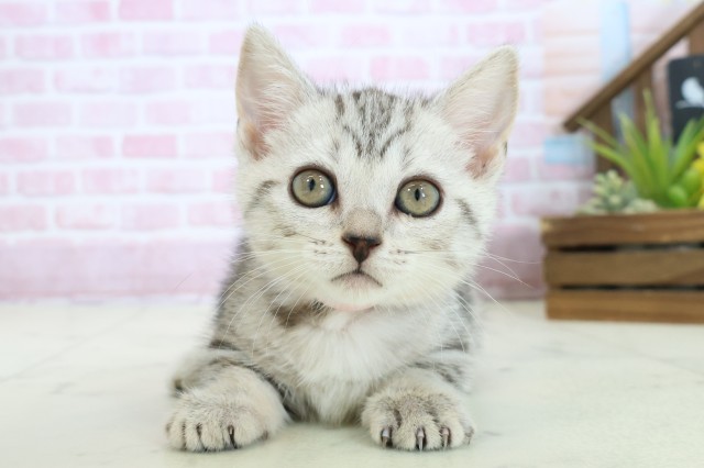 大分県のマンチカン (Coo&RIKU大分店/2025年10月23日生まれ/女の子/シルバータビー)の子猫