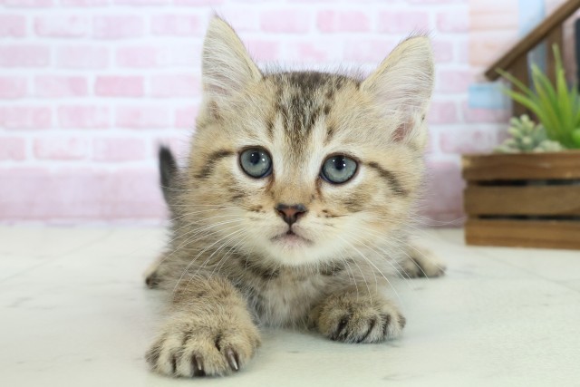 宮崎県のマンチカン (Coo&RIKU宮崎店/2025年10月26日生まれ/男の子/ブラウンタビー)の子猫の1枚目の画像