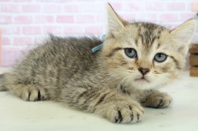 宮崎県のマンチカン (Coo&RIKU宮崎店/2025年10月26日生まれ/男の子/ブラウンタビー)の子猫の2枚目の画像