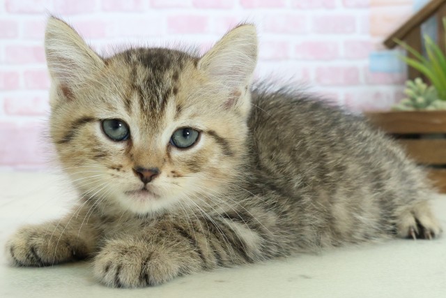 宮崎県のマンチカン (Coo&RIKU宮崎店/2025年10月26日生まれ/男の子/ブラウンタビー)の子猫の3枚目の画像