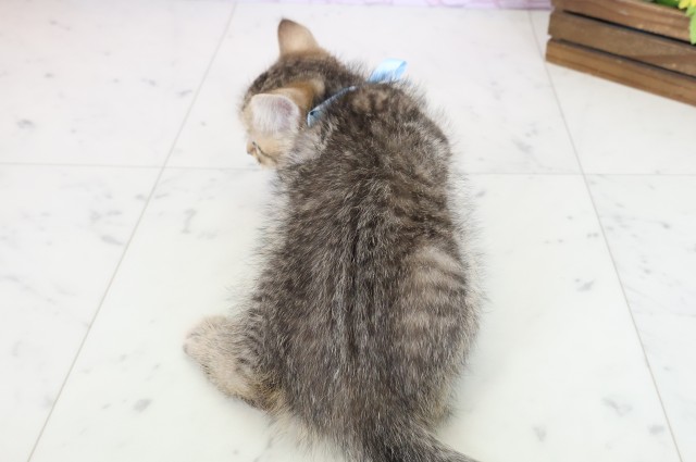 宮崎県のマンチカン (Coo&RIKU宮崎店/2025年10月26日生まれ/男の子/ブラウンタビー)の子猫の4枚目の画像