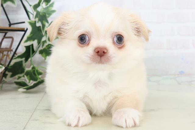 チワワ(ロングコート)