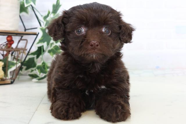 福岡県のチワプー/プーチー(チワワ×プードル) (Coo&RIKUゆめタウン飯塚店/2025年10月25日生まれ/女の子/チョコレートホワイト)の子犬