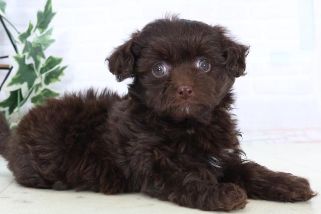 福岡県のチワプー/プーチー(チワワ×プードル) (Coo&RIKUゆめタウン飯塚店/2025年10月25日生まれ/女の子/チョコレートホワイト)の子犬の2枚目の画像