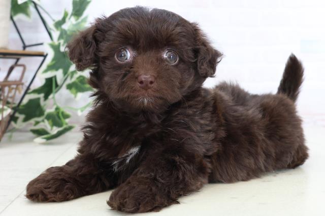 福岡県のチワプー/プーチー(チワワ×プードル) (Coo&RIKUゆめタウン飯塚店/2025年10月25日生まれ/女の子/チョコレートホワイト)の子犬の3枚目の画像